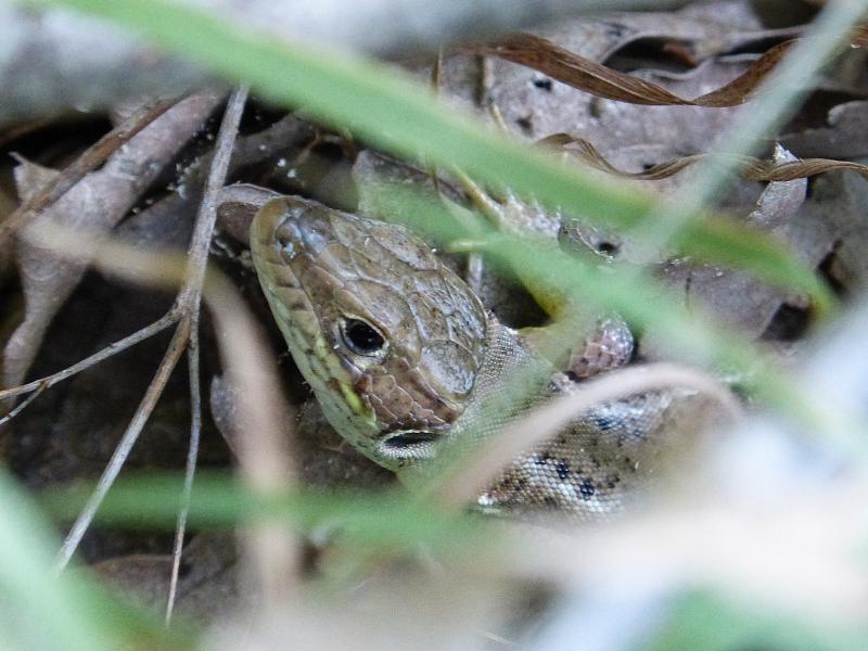 Lacerta viridis