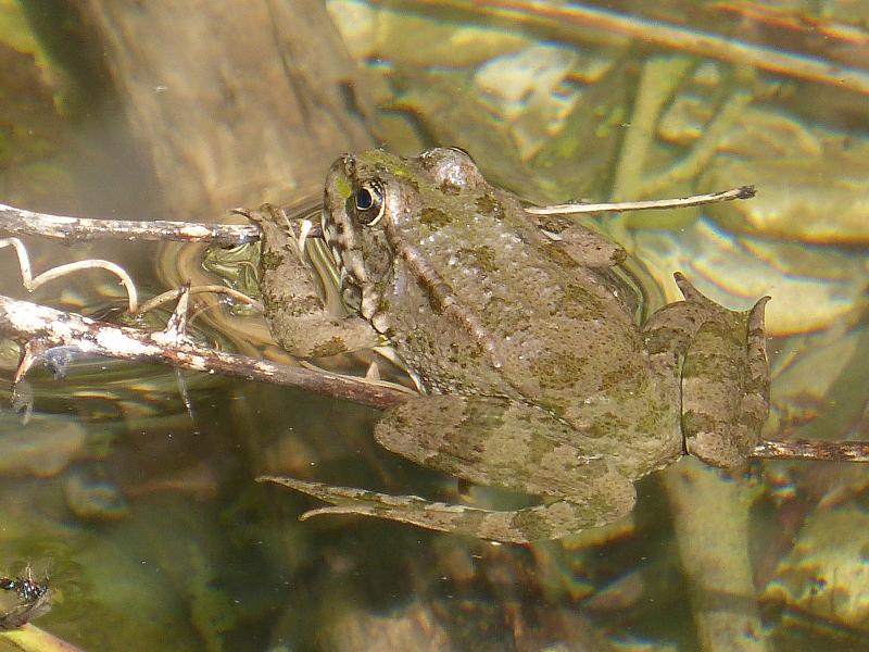 Pelophylax ridibundus