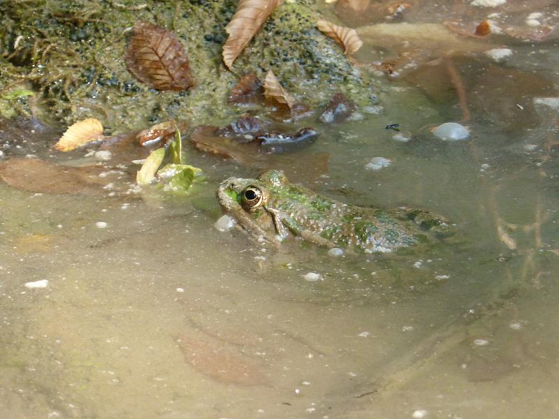 Pelophylax ridibundus