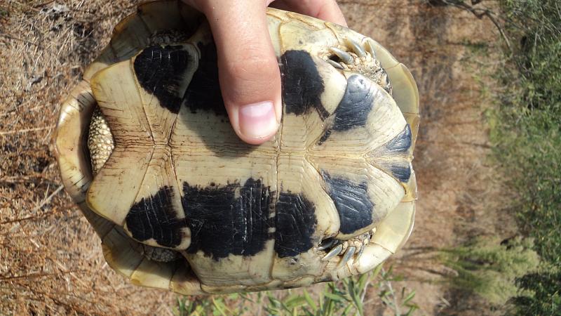 Testudo hermanni