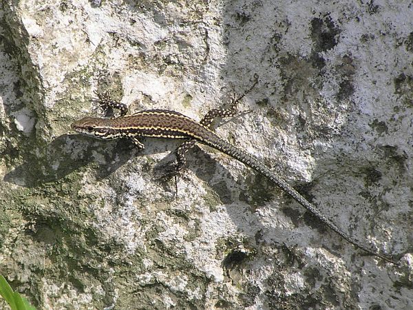 Podarcis muralis