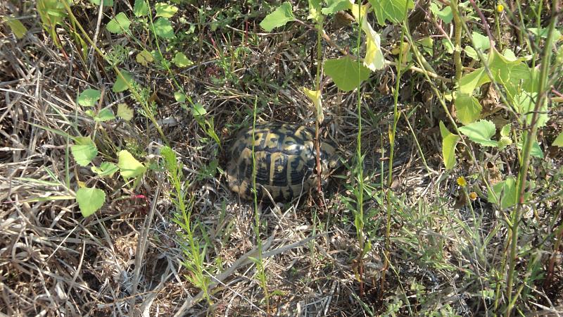 Testudo hermanni