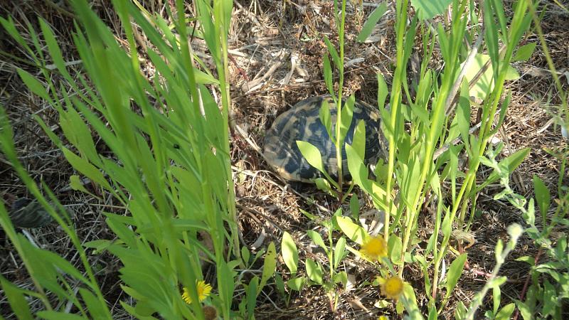 Testudo hermanni