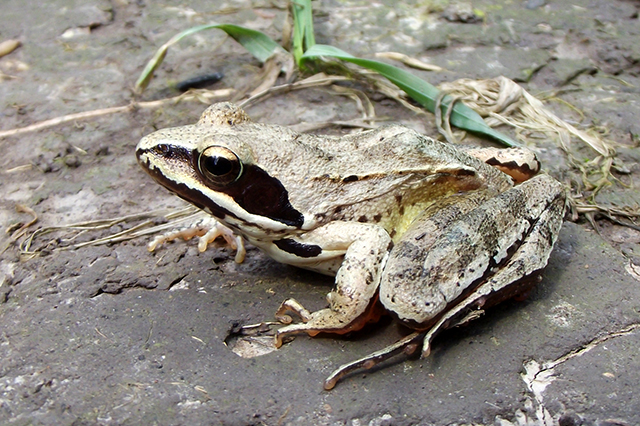 Rana dalmatina