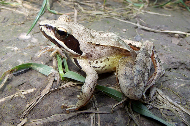 Rana dalmatina