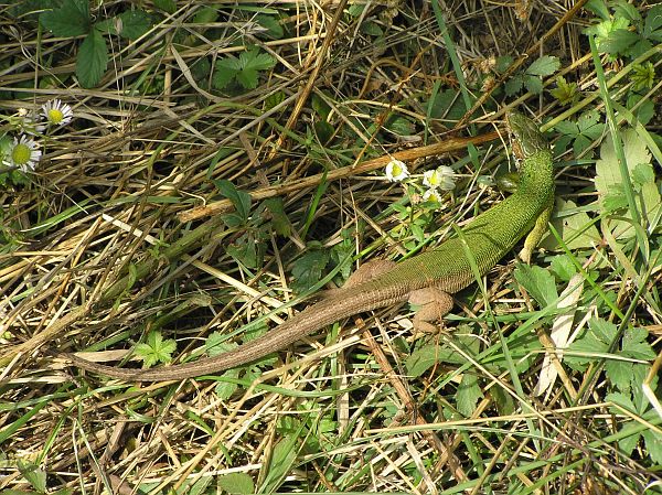 Lacerta viridis