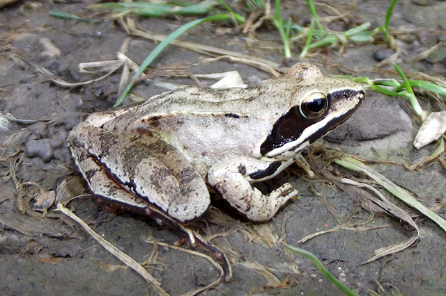 Rana dalmatina