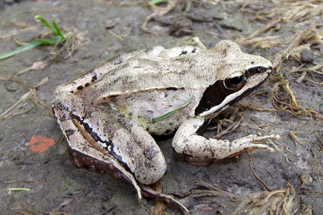 Rana dalmatina