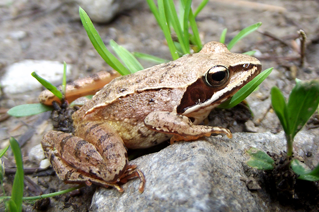 Rana dalmatina