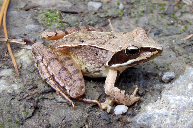 Rana dalmatina