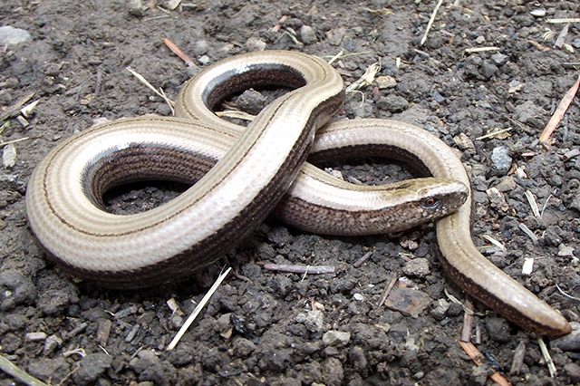 Anguis fragilis s.l.