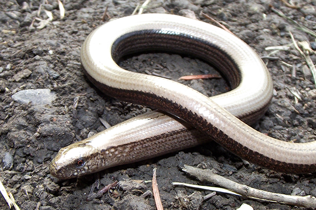 Anguis fragilis s.l.