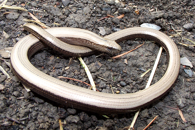 Anguis fragilis s.l.