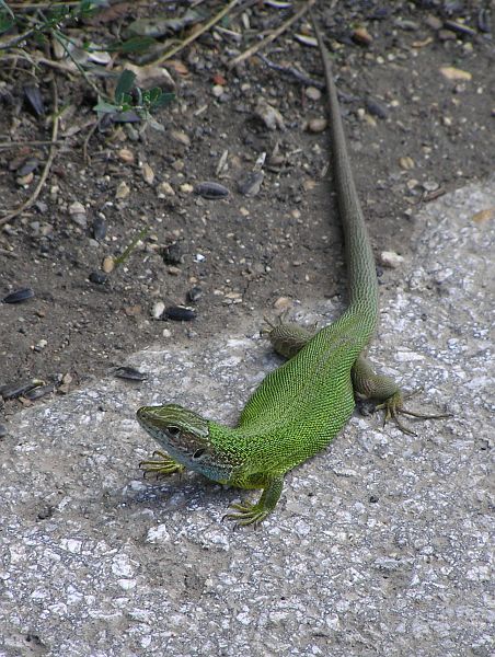 Lacerta viridis