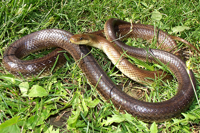 Zamenis longissimus Zamenis longissimus