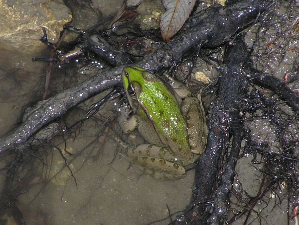 Pelophylax ridibundus