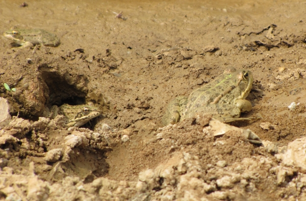 Pelophylax ridibundus