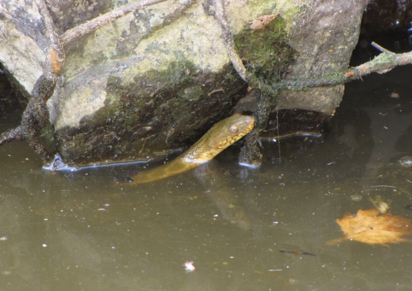 Natrix tessellata