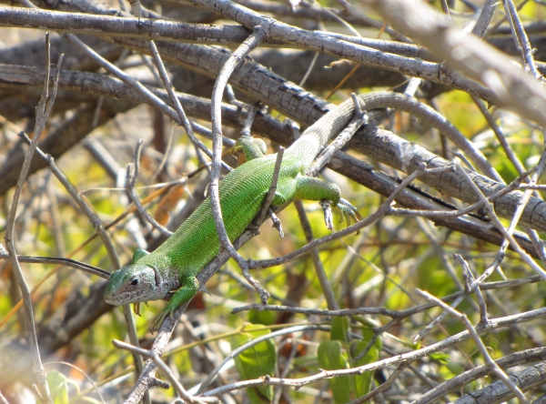 Lacerta viridis