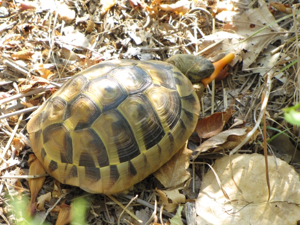 Testudo hermanni