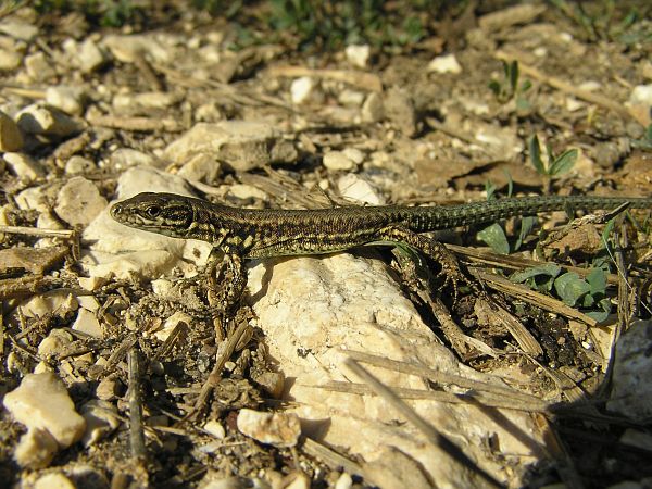 Podarcis muralis