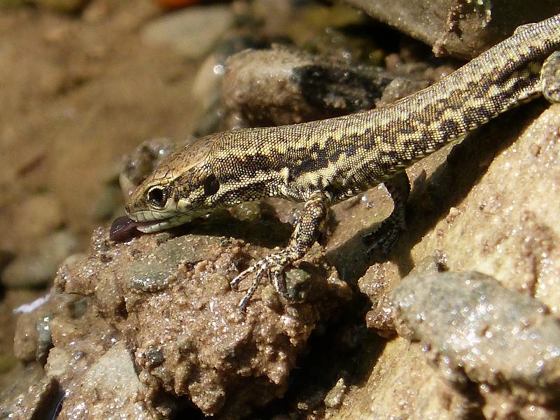 Podarcis muralis