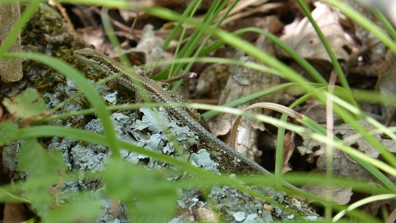 Podarcis muralis