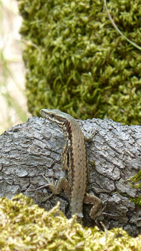 Podarcis muralis