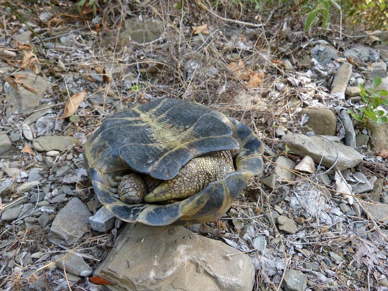 Testudo hermanni