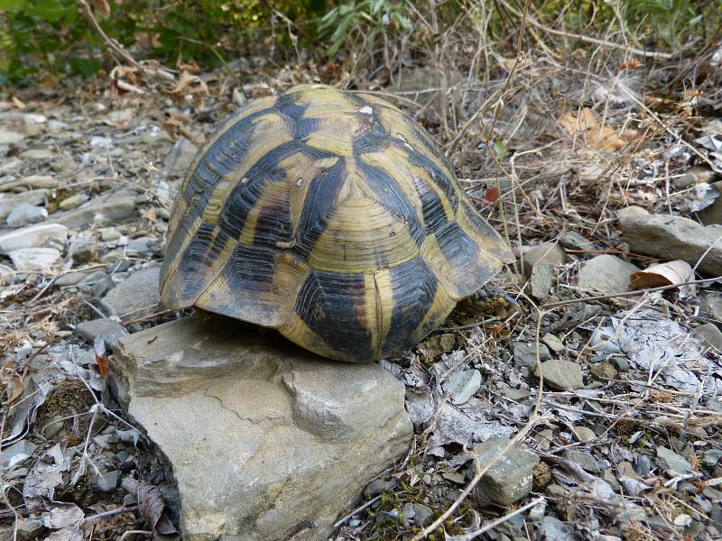 Testudo hermanni