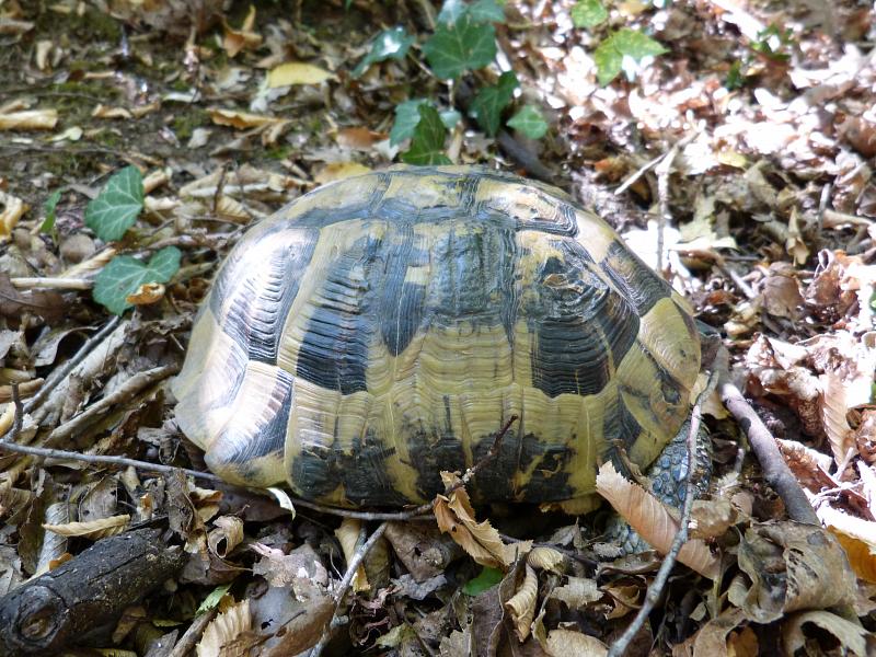 Testudo hermanni