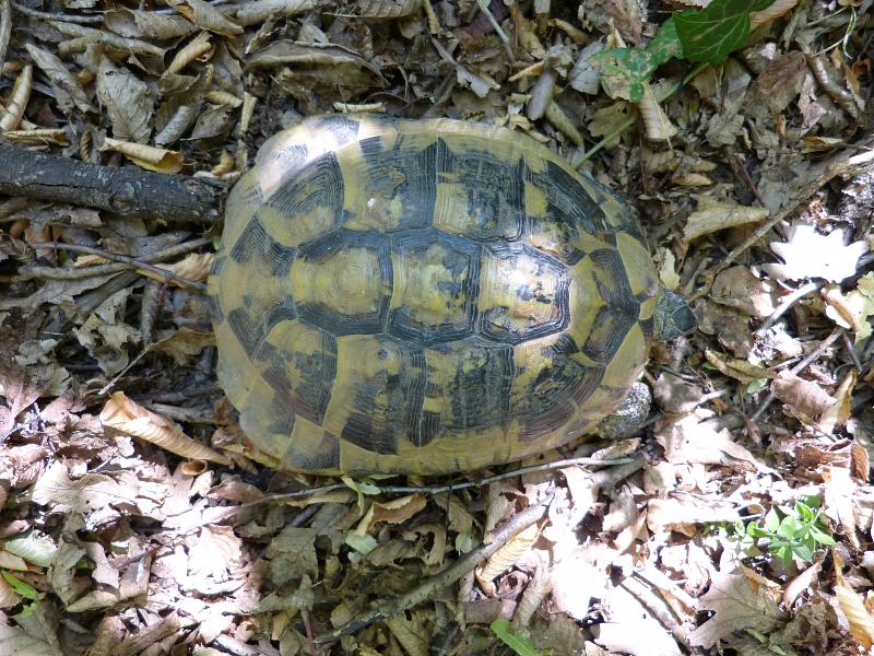 Testudo hermanni