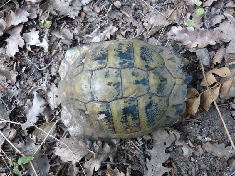 Testudo hermanni