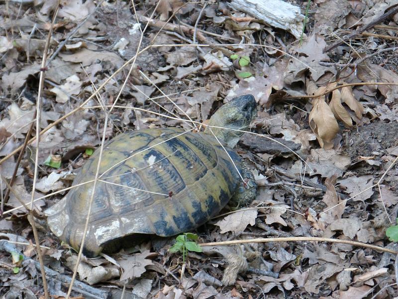 Testudo hermanni