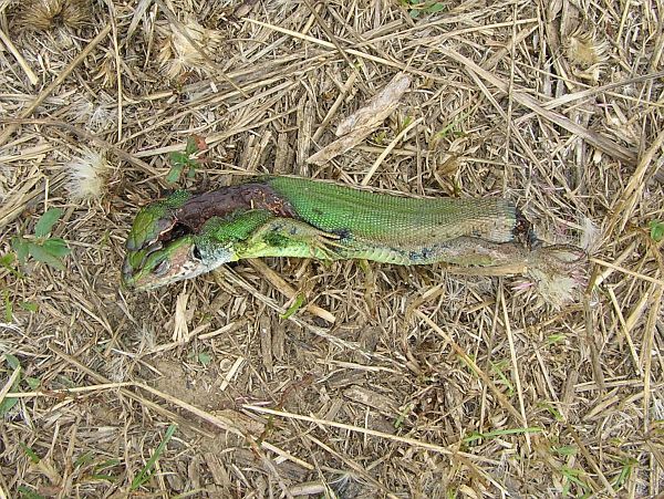 Lacerta viridis