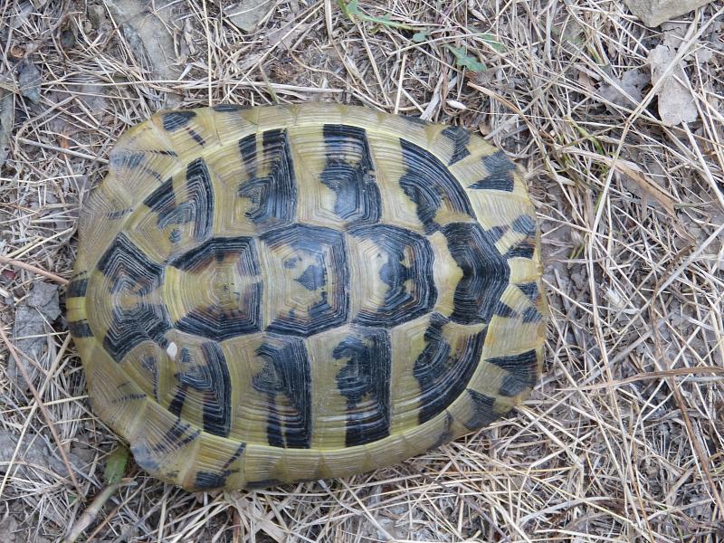 Testudo hermanni