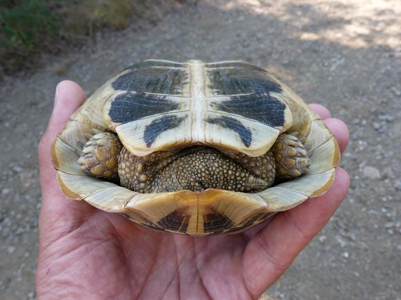 Testudo hermanni