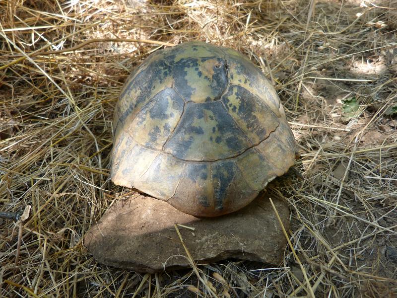 Testudo hermanni