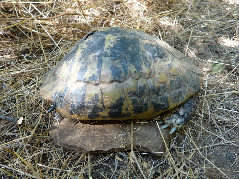 Testudo hermanni