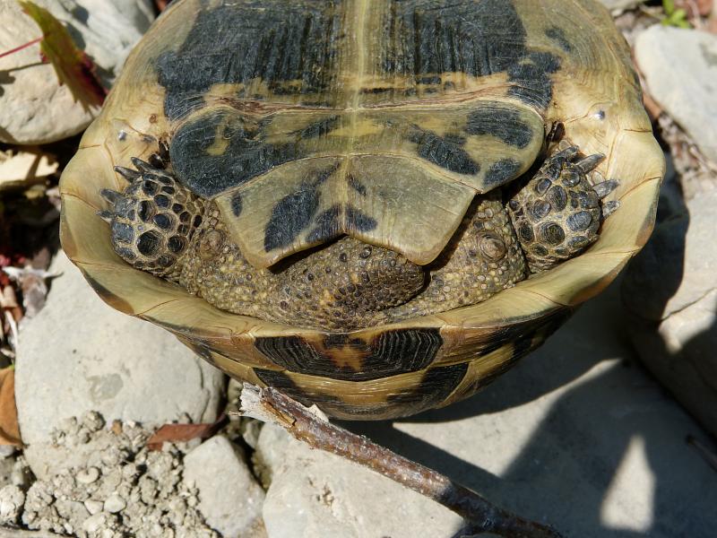 Testudo graeca