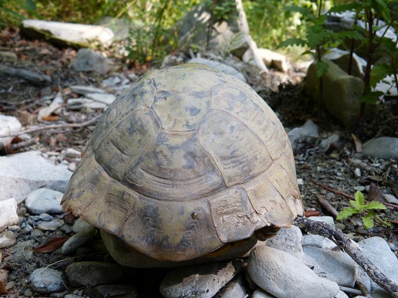 Testudo hermanni