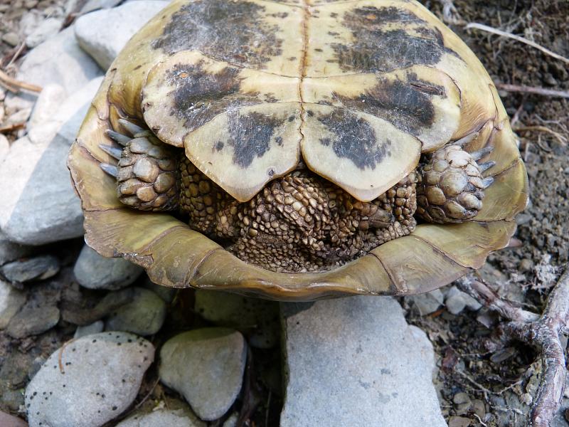 Testudo hermanni