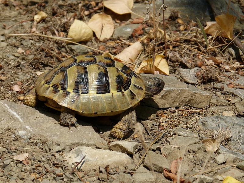 Testudo hermanni