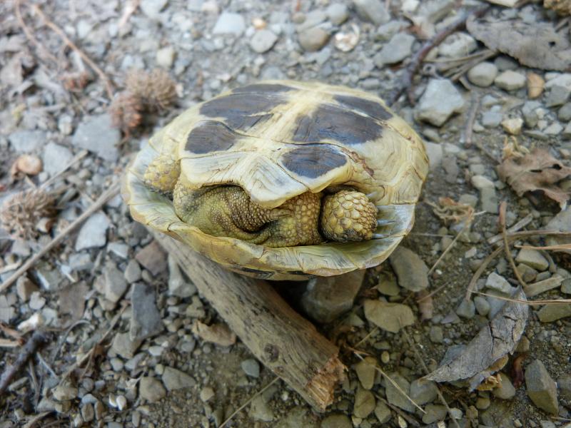 Testudo hermanni