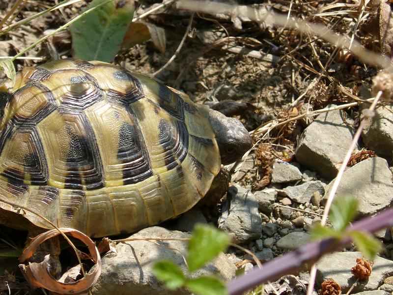 Testudo hermanni