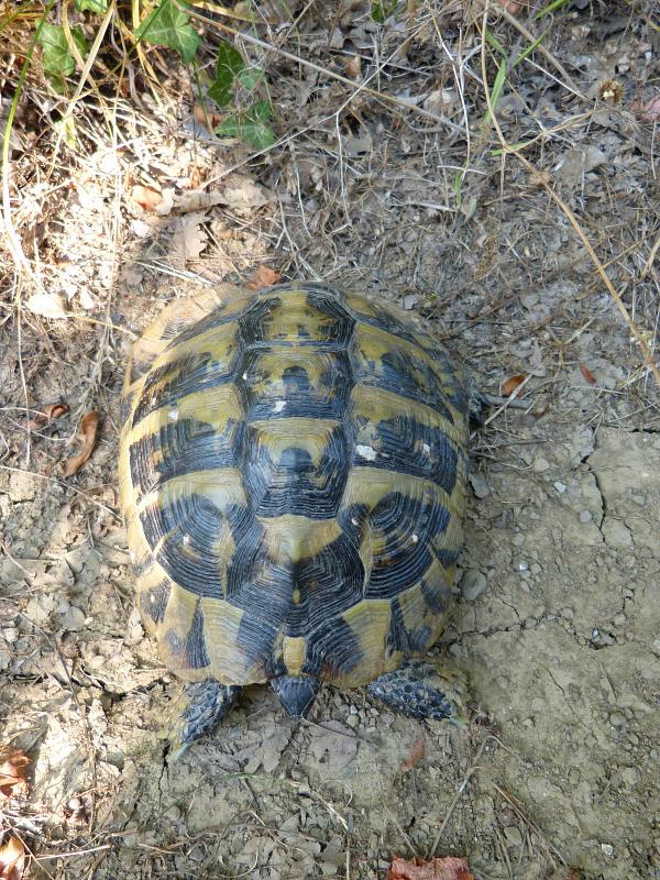 Testudo hermanni