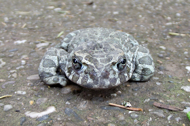 Pseudepidalea viridis