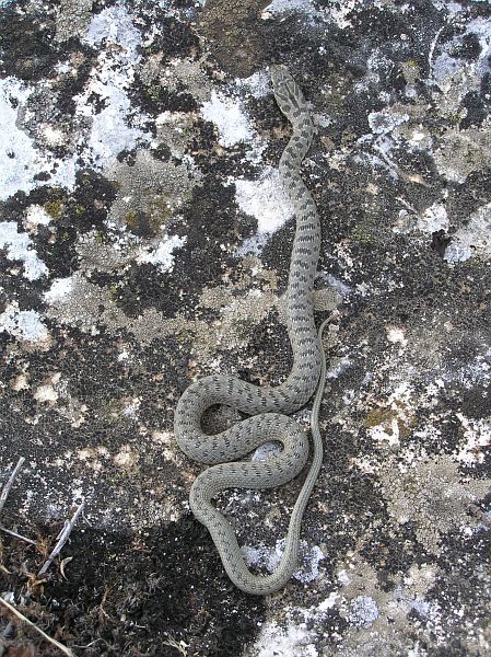 Dolichophis caspius