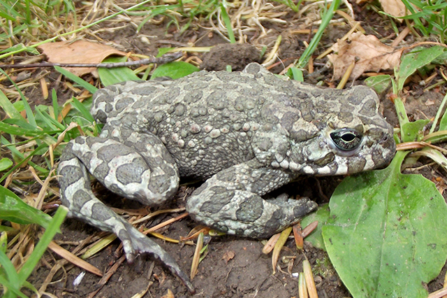 Pseudepidalea viridis