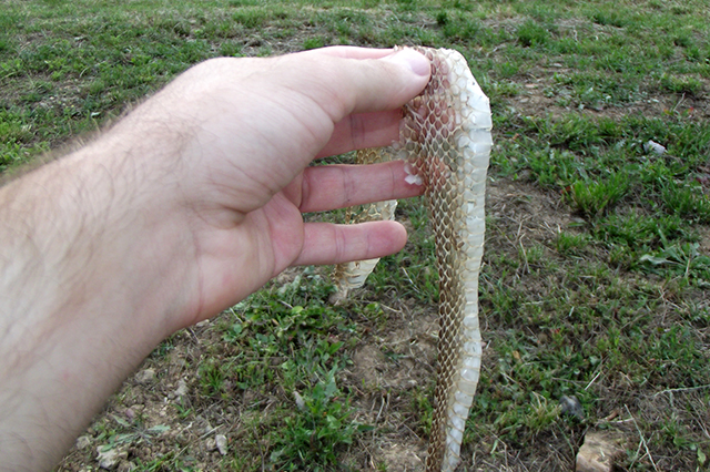 Zamenis longissimus Zamenis longissimus